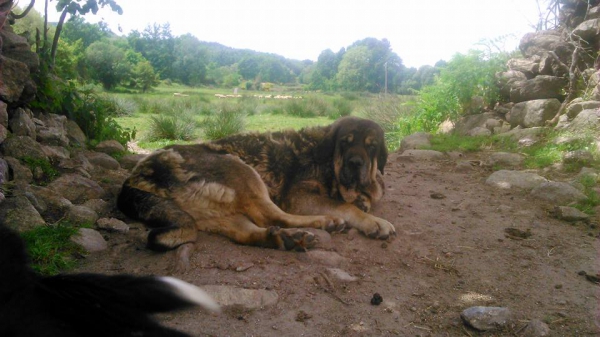 Gordita (Aisa de A Limia)
Kľúčové slová: isa