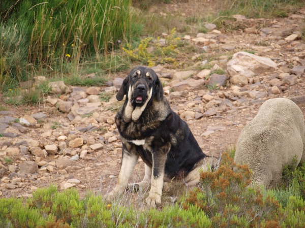 Gordita (Aisa de A Limia)
Keywords: isa