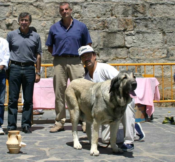 Gorga de Fuentemimbre - Best Female, BIS - Puebla de Sanabria, Zamora (AEPME) 18.07.2004
Ch. Ulises de Ablanera x Laia de Trashumancia 
 

Keywords: 2004 fuentemimbre