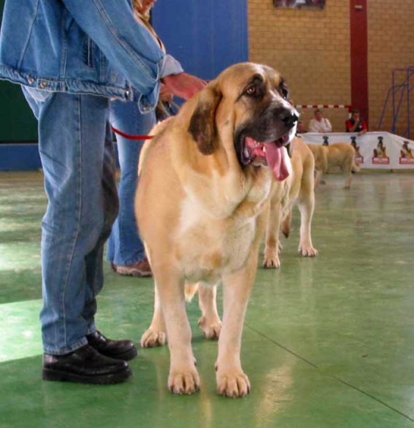 Milena de Hazas de Cesto, Exc. 1, Champion Class Females - XXV Monográfica AEPME, Agoncillo, La Rioja, Spain - 30.10.2005
(Ch. Emperador de Hazas de Cesto x Dama de Hazas de Cesto) 
Born: 12.09.2002
Breeder & owner: José Fdo. Uslé Rugama   

Keywords: 2005 hazasdecesto