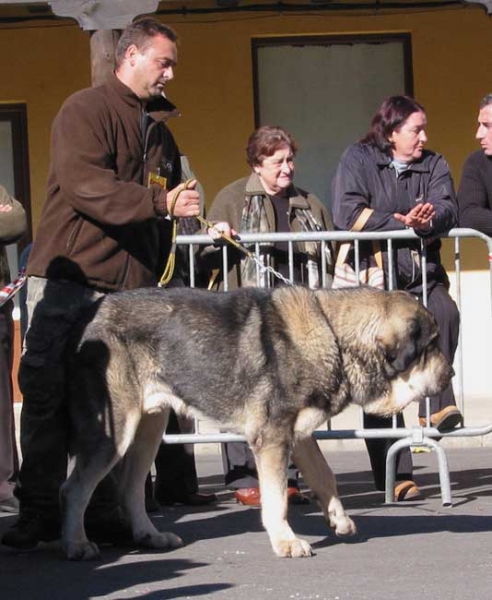 Pollero - Open Class Males - Mansilla de las Mulas, Leon, 07.11. 2004
(Ch.Ulises de Babia x Serrana) 
Breeder: Moises Oslé
Owner: Tiburcio A. Fernandez  

Keywords: 2004