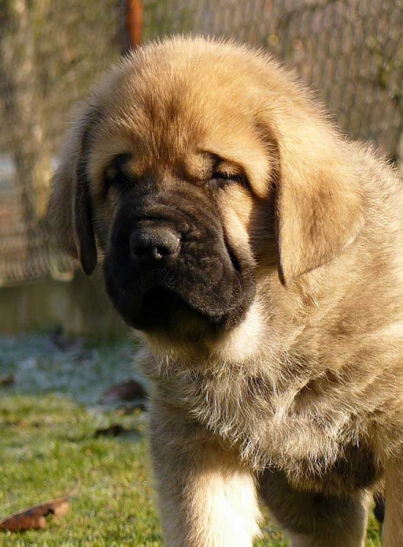 Spanish Grande Tornado Erben 6 weeks old
Druso de la Aljabara x Lois Tornado Erben
29.10.2008

Keywords: puppyczech tornado