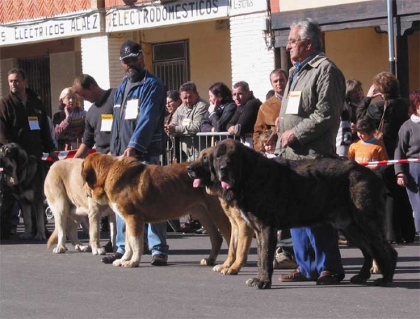 Open Class Males - Mansilla de las Mulas, Leon, 07.11. 2004
Keywords: 2004