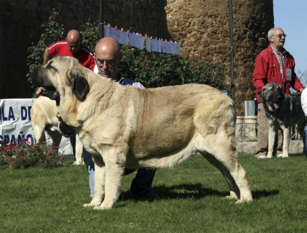 Oberón de Hazas de Cesto: EXC 1, Best Young - Young Class Males, Monográfica AEPME 13.09.2008
(Bulnes de Torreanaz x Coral de Hazas de Cesto)
Born: 29.04.2007
Keywords: 2008 hazasdecesto