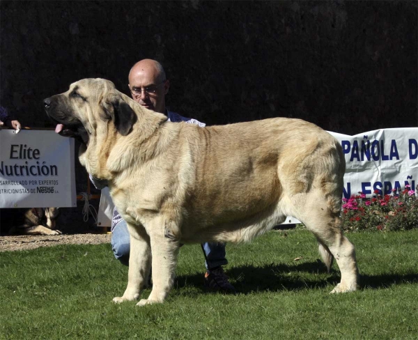 Oberón de Hazas de Cesto: E 1, Best Young - Young Class Males, Monográfica AEPME 13.09.2008
(Bulnes de Torreanaz x Coral de Hazas de Cesto)
Born: 29.04.2007
Keywords: 2008 hazasdecesto