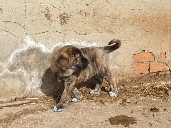 Cachorro hembra de Abelgas
