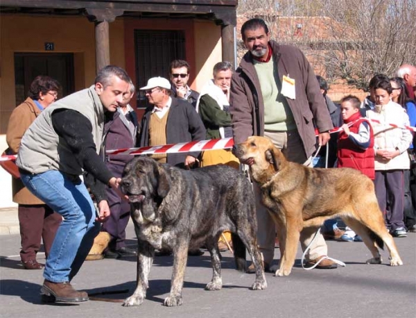 Open Class Females - Mansilla de las Mulas, Leon, 07.11. 2004
Left: Tita de los Zumbos, owner: Mario Alonso  

Keywords: 2004