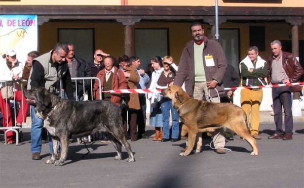 Open Class Females - Mansilla de las Mulas, Leon, 07.11. 2004
Left: Tita de los Zumbos, owner: Mario Alonso  

Keywords: 2004