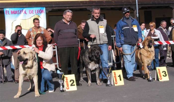 Open Class Females - Mansilla de las Mulas, Leon, 07.11. 2004
2º - Truji del Cantabrico, owner: Fátima Gómez
1º - Tita de Los Zumbos, owner: Mario Alonso
3º - Mastin from La Vicheriza, owner: Cándido Rodríguez  

Keywords: 2004