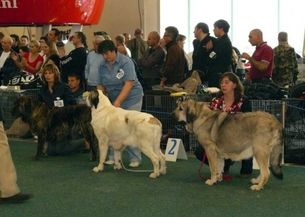 Hessi Mastibe: exc 1, CAC, CACIB, World Winner, BOB,  Motley House Luxury Spring Day: exc 2, r.CAC (Champion CLass Females) & Linda Tornado Erben: excellent 1 CAC, r.CACIB (Open Class Famales) - World Dog Show 2009, Bratislava
