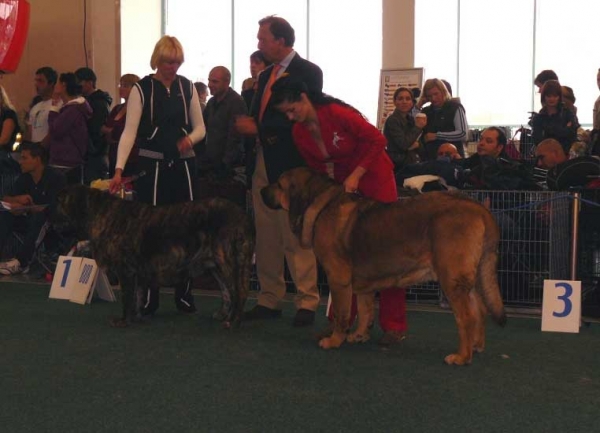 Hessi Mastibe: exc 1, CAC, CACIB, World Winner, BOB (Champion Class Females) & Nero Tornado Erben: exc 1, CAC, CACIB, World Winner (Open Class Males) - World Dog Show 2009, Bratislava
