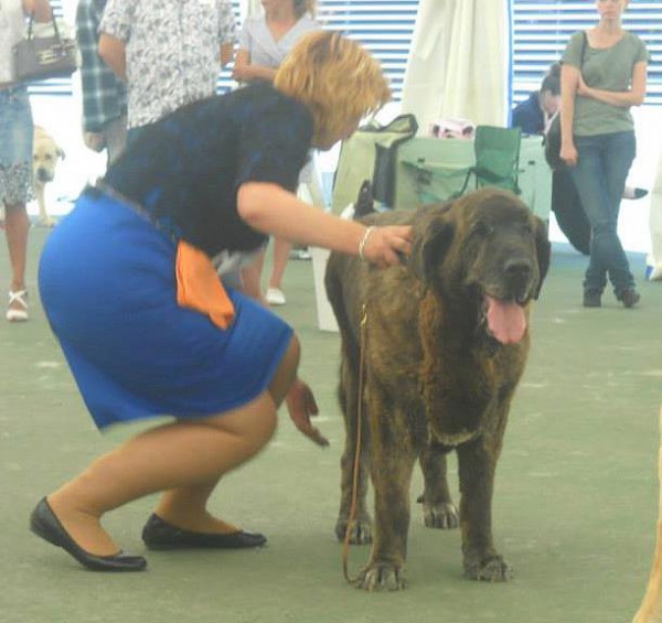 Hessi Mastibe at the age 8 years on World Show 2014. She is World Veteran Winner 2014.
Keywords: mastibe