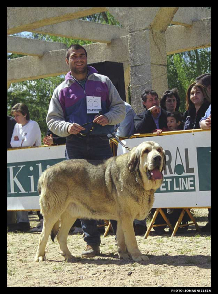 Higueros de Trashumancia - Open Class Males, Very Good - Monográfica AEPME 1999
(Florencio de Trashumancia x Tita I de Trashumancia)
Born: 26-12-1995
Breeder & owner: Luis Esquiró Bolaños

Photo: Jonas Nielsen. © Copyright  

Keywords: trashumancia 1999