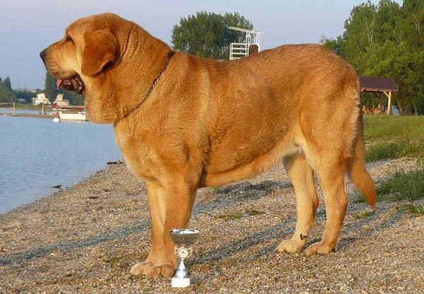 Historia Tornado Erben: Exc. 1, CAC, BOB - Intermediate Class Females, National show Senec 01.06.2007
Druso de la Aljabara x Cassandra Tornádo Erben
Born: 11.08.2005  


Keywords: 2007 confundo