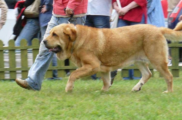 Historia Tornado Erben: Exc. 1, CAC, CACIB, BOB - Intermediate class females, International show, Nitra 03.06.2007
Keywords: 2007 confundo