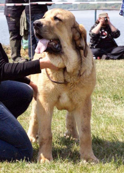 Anuler Alano: Very promising 1, BIS PUPPY - Puppy Class Males, Club Show KMDPP, Hlucin 09.05.2009
(Elton Z Kraje Sokolu x Anais  Rio Rita)
Born: 18.10.2008
 

Keywords: 2009 mastibe