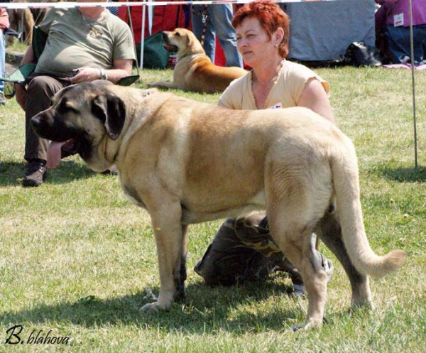 Charon Tornado Erben: Very Good 2 - Young Class Males, Club Show KMDPP, Hlucin 09.05.2009
Keywords: 2009 tornado