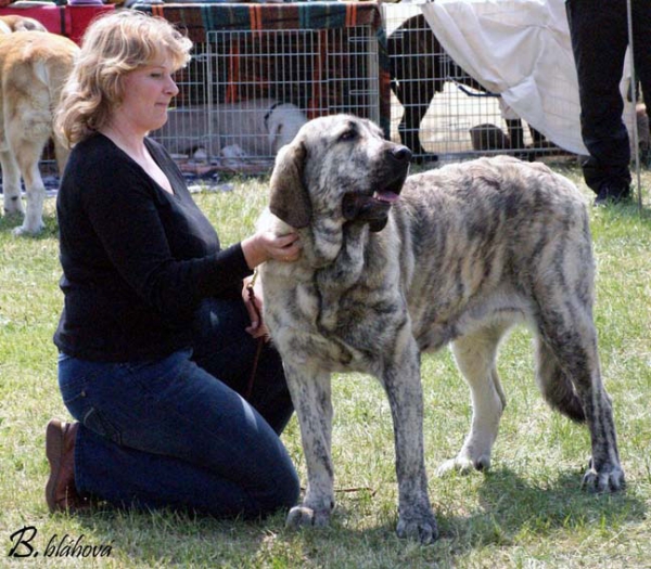 Jenny Mastibe: Exc.1, CAC, Club Winner, BOB - Intermediate Class Females, Club Show KMDPP, Hlucin 09.05.2009
(Basil Mastifland x Goya Mastibe)
Born: 20.12.2007 
Keywords: 2009 mastibe