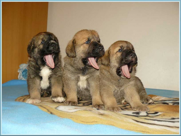 Puppies from Tornado Erben
Keywords: tornado puppyczech puppy cachorro