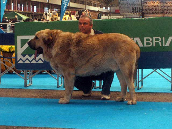 Homero de Valle del Pisueña - Open Class Males: EXC. 5 - National & International Show, Torrelavega, Cantabria - 19.03.2006 
Owner: Gema Mª Rodríguez Pacheco 
Keywords: 2006 pisuena