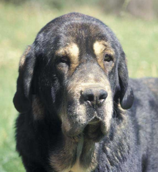 Maceo de los Zumbos - September 2004
Photo: Sally Nielsen - © Copyright  

Keywords: zumbos head portrait cabeza