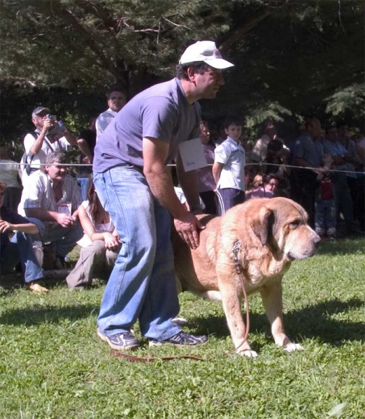 EXC. 3 Open Class Females - Barrios de Luna 10.09.2006
Keywords: 2006