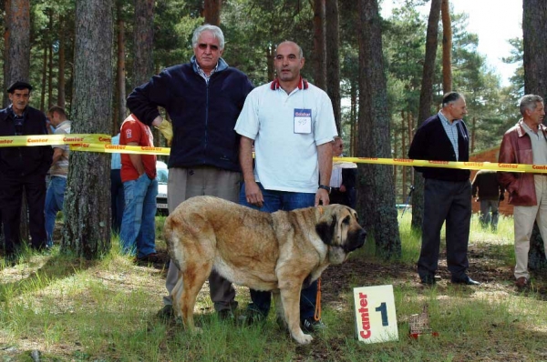 1. Omaña Dancá Cotufa - Intermediate Class Females - Clase Intermedia Hembras - Camposagrado, León, 10.06.2007
Nøkkelord: 2007