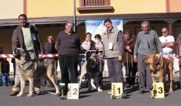 Intermediate Class Males - Mansilla de las Mulas, Leon, 07.11. 2004
2º - 
1º - Campanero de Campollano (Tizón de Fuente Mimbre x Salsa de Campollano) Breeder: José Luis Moncada, owner: José A. Estévez 
3º - Owner: Cecilio López  

Keywords: 2004