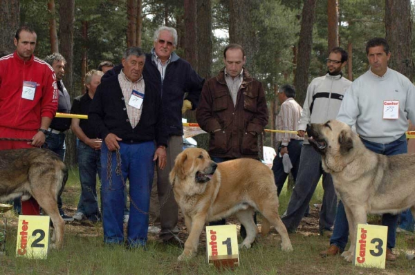 2. Sansón de Ribayon, 1. Verdugo, 3. Pando de Galisancho - Intermediate Class Males - Clase Intermedia Machos - Camposagrado, León, 10.06.2007
Keywords: 2007