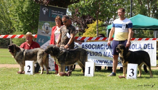 Intermedia hembras - XXXVIII Monográfica Nacional AEPME - Gordoncillo, Leon 08.09.2018
Anahtar kelimeler: 2018