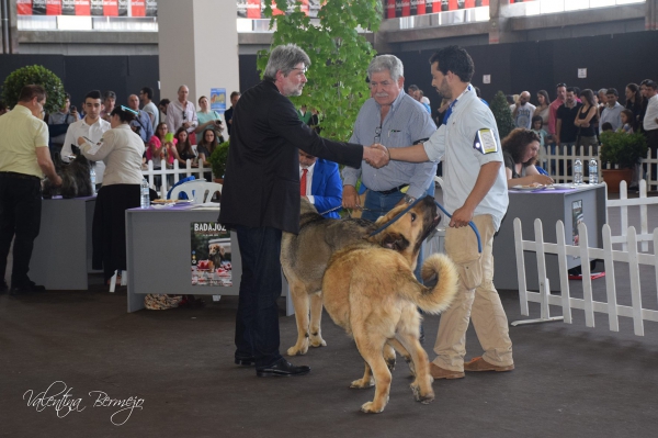 Intermedia Machos - Badajoz, Spain 10.05.2015
1º Maraño de Galisancho (Tierra de Órbigo)
2º Curro de la Vega Odiel (Segar de Las Cañás)
Keywords: 2015