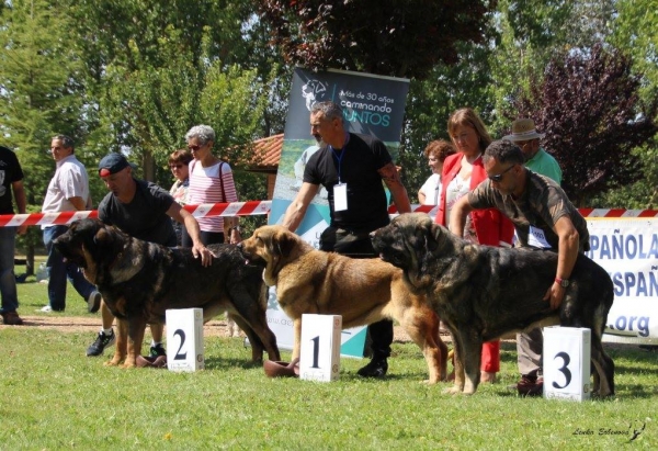 Intermedia machos: 1. Cristu del Raigasu, 2. Lolo de Parameras Alcarrias, 3. Juanon de Tierra de Orbigo - XXXVIII Monográfica Nacional AEPME - Gordoncillo, Leon 08.09.2018
Keywords: 2018