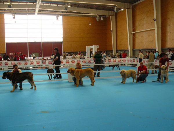 Agate de Tierra de Orbigo, Bimba de Tierra de Orbigo, Duquesa Valle del Pisueña & Wendy del Agostadero - Intermediate Class Females,  Exposicion Nacional de Razas Espanolas, Talavera de la Reina, 23.5.2009 
Keywords: 2009