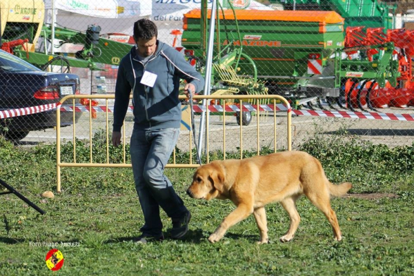 Izara de La Pirinola: 1ª puppy class female and Best Puppy - Mansilla de las Mulas 09.11.2014
Keywords: 2014