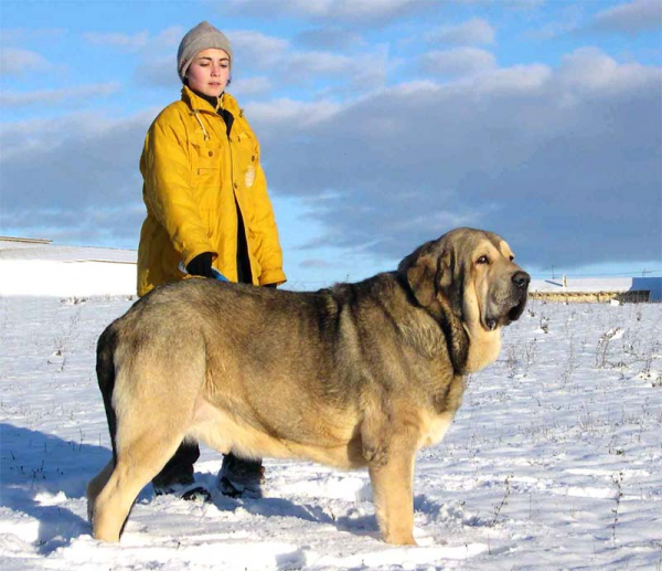 Mastín Español Photo of January 2005
Moroco de Fuente Mimbre.

(Ch. Ulises de Ablanera & Ch. Margarita de Trashumancia)
Born the 14.12.2001 
 
Keywords: fuentemimbre snow nieve