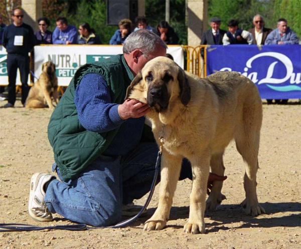 Jara de Autocan: VG 4 - Puppy Class Females, Monográfica AEPME, Palencia 1999
Niño de Los Mesones x Tormenta de Autocan
Born: 11.09.1998

Photo: Jonas Nielsen © Copyright
Keywords: 1999