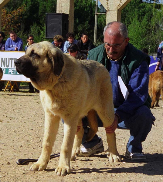 Jara de Autocan: VG 4 - Puppy Class Females, Monográfica AEPME, Palencia 1999
Niño de Los Mesones x Tormenta de Autocan
Born: 11.09.1998

Photo: Jonas Nielsen © Copyright
Keywords: autocan 1999