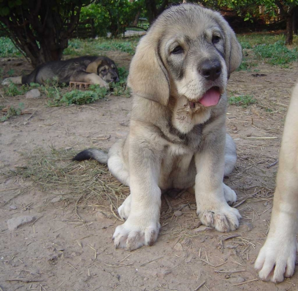 Puppy from Valdejera
Keywords: valdejera puppy cachorro