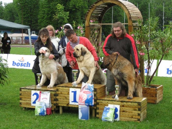 RAMONET - Exc 1, CWC, Best male , BOB , BIG - National Show, Jenenia Gora - Poland - 18.05.2008
Keywords: 2008 tornado confundo