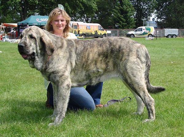 Jenny Mastibe: EXC.1, CAC, NATIONAL WINNER - Intermediate Class Females, National Show, Klatovy 14.06.2009
Keywords: 2009 mastibe