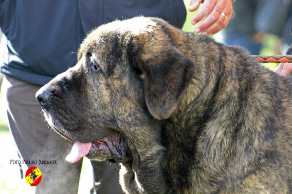 Jonas de Duelos y Quebrantos: 2º Open Class Males - Mansilla de la Mulas, Spain 09.11.2014


Keywords: 2014 duelos head portrait cabeza