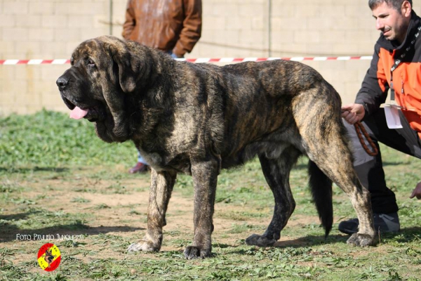 Jonas de Duelos y Quebrantos: 2º Open Class Males - Mansilla de la Mulas, Spain 09.11.2014
Keywords: 2014 duelos