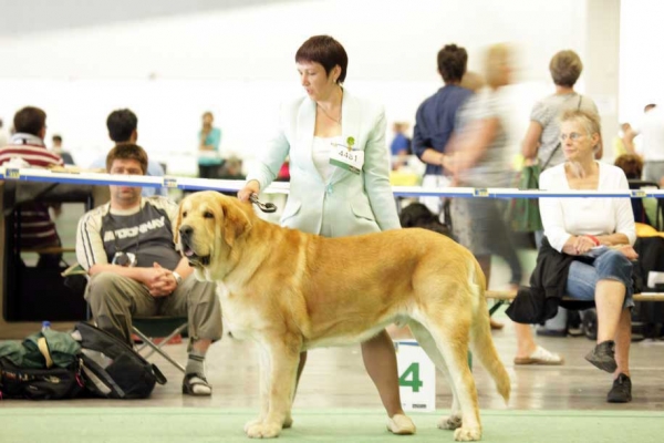 Jorgito Tornado Erben (Simba): Exc. 1, Res.CACIB, SWEDISH CHAMPION - World Dog Show, Stockholm, Sweden - 03.07.08
(Druso de la Aljabara x Cassandra Tornado Erben)
Born: 26.06.2006 
Photo: Marina Kamenskaya - © Copyright.  
Keywords: emastif