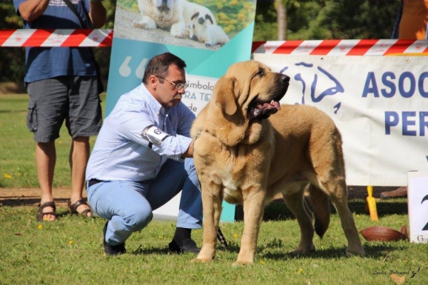 Joven macho: Tormes de Fuente Granjero - XXXVIII Monográfica Nacional AEPME - Gordoncillo, Leon 08.09.2018
