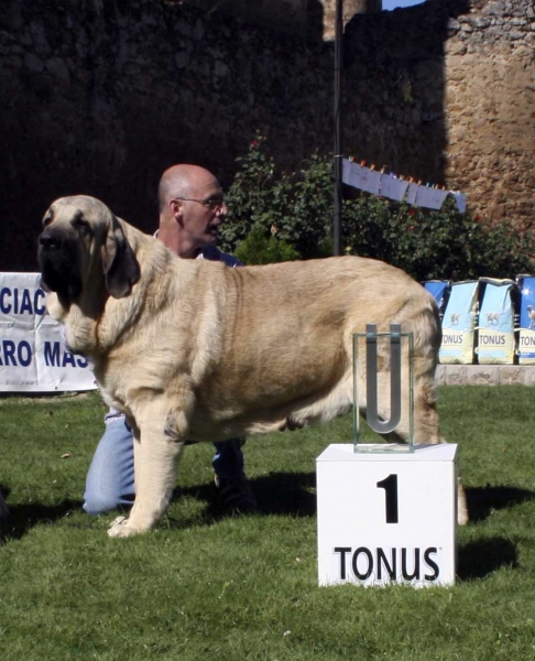 Oberón de Hazas de Cesto: EXC 1, Best Young - Young Class Males, Monográfica AEPME 13.09.2008
Keywords: 2008 hazasdecesto