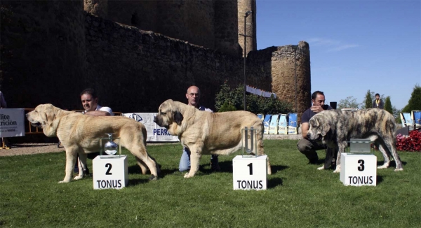 Conquistador de Hazas de Cesto: EXC 2, Oberón de Hazas de Cesto: EXC 1, Best Young & Tigre de Los Montes Pravianos: EXC 3 - Young Class Males, Monográfica AEPME 13.09.2008
Keywords: 2008