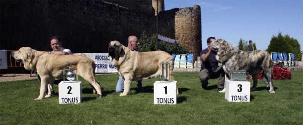 Conquistador de Hazas de Cesto: EXC 2, Oberón de Hazas de Cesto: EXC 1, Best Young & Tigre de Los Montes Pravianos: EXC 3 - Young Class Males, Monográfica AEPME 13.09.2008
Keywords: 2008