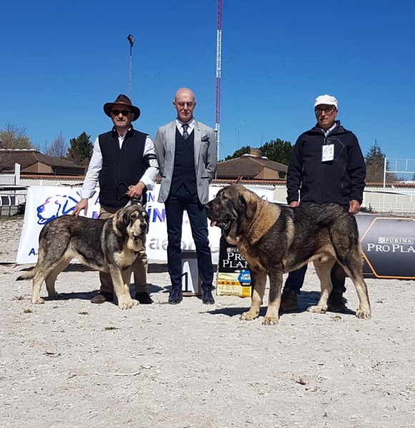 Jovenes, VI Concurso de Mastín Español, AEPME - Cuenca, Spain 13.04.2019 
Kľúčové slová: 2019