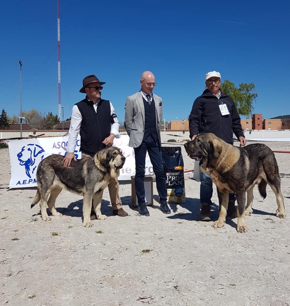 Jovenes, VI Concurso de Mastín Español, AEPME - Cuenca, Spain 13.04.2019 
Keywords: 2019