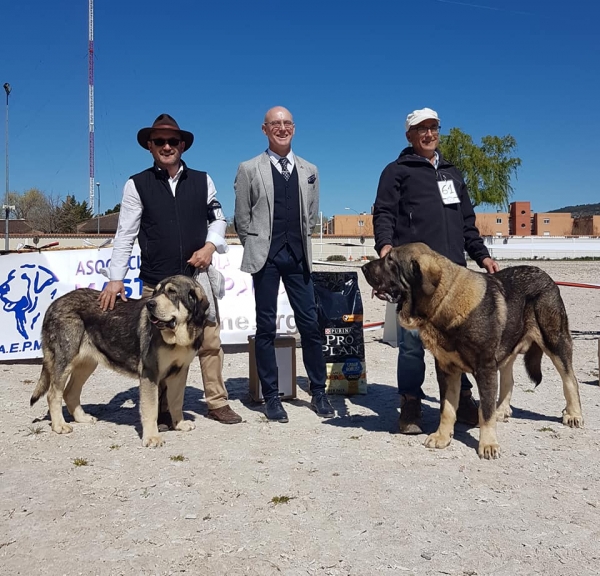 Jovenes, VI Concurso de Mastín Español, AEPME - Cuenca, Spain 13.04.2019 
Keywords: 2019